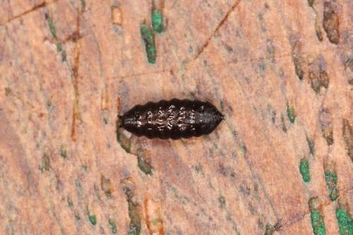 Réf. 250 463 : Phytomyza sp.